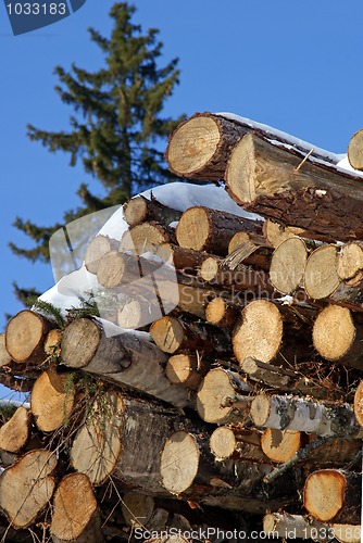 Image of Stacked Logs with a Norway Spruce Tree