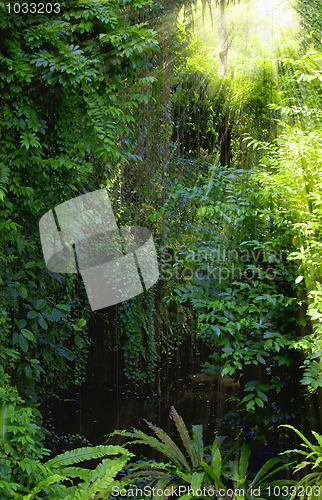 Image of Tropical forest