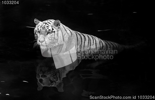 Image of White tiger