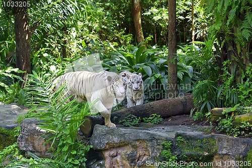 Image of White tiger