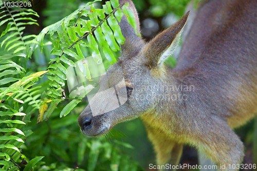 Image of Kangaroo