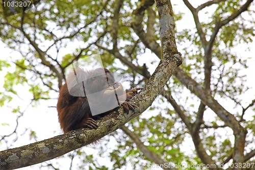 Image of Orangutan