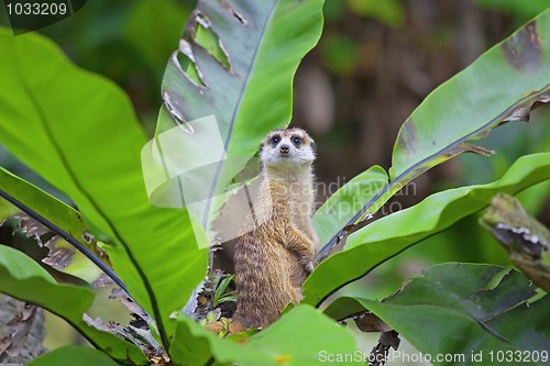 Image of Meerkat