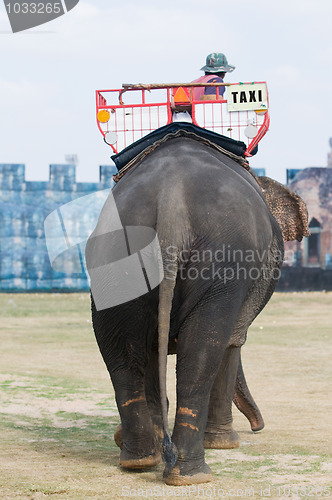 Image of Elephant taxi