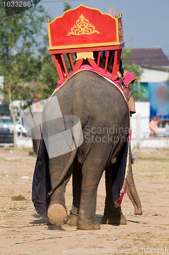 Image of Rear view of Asian elephant with traditional saddle