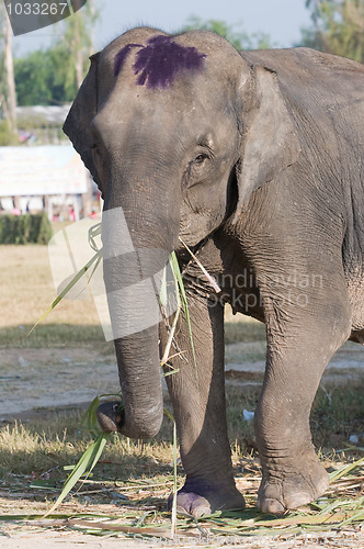 Image of Elephant eating palm tree leaves