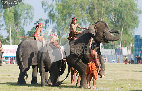 Image of The Annual Elephant Roundup in Surin, Thailand