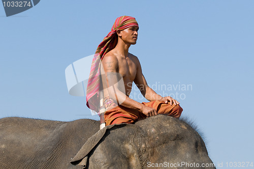 Image of The Annual Elephant Roundup in Surin, Thailand