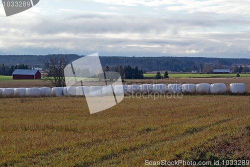 Image of Silage Bales Farmland Landscape