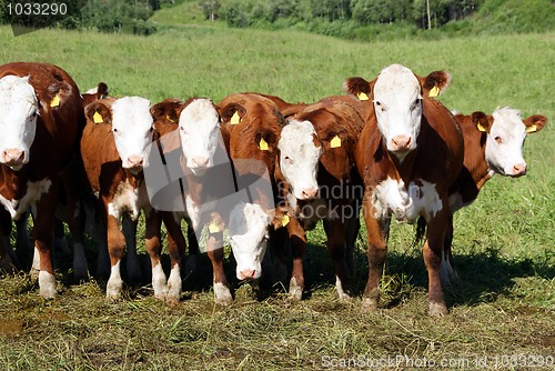 Image of Seven Cows in a Row