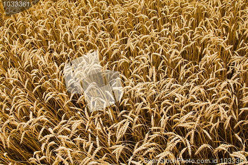 Image of Agriculture
