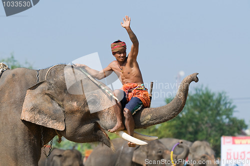 Image of The Annual Elephant Roundup in Surin, Thailand