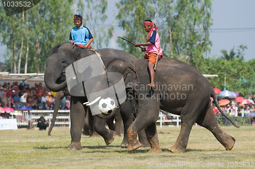 Image of The Annual Elephant Roundup in Surin, Thailand