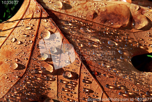 Image of Drops