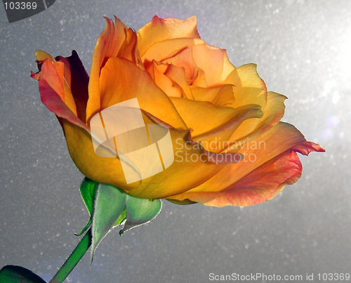 Image of Beautiful Rose