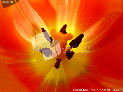 Image of Close-up of tulip