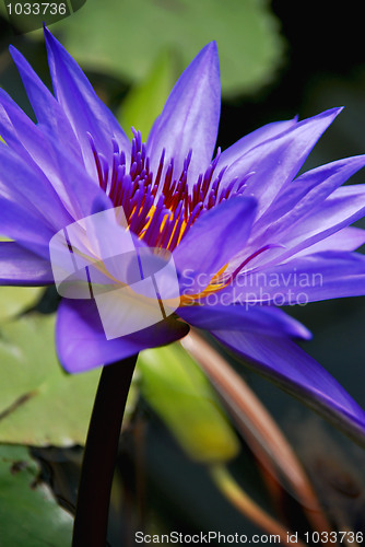 Image of Water lily