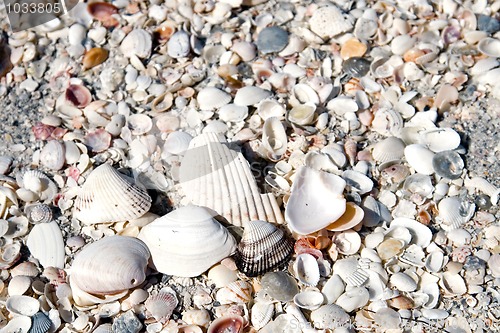 Image of Seashell Background