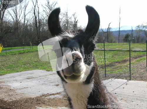 Image of Llama