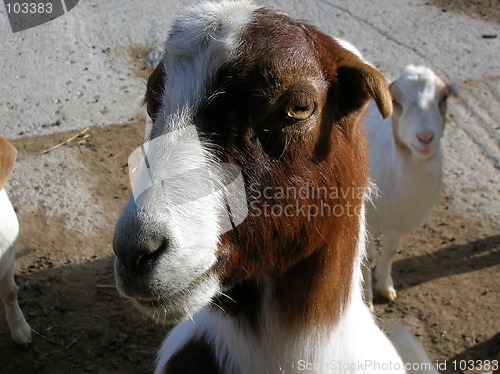 Image of Goat