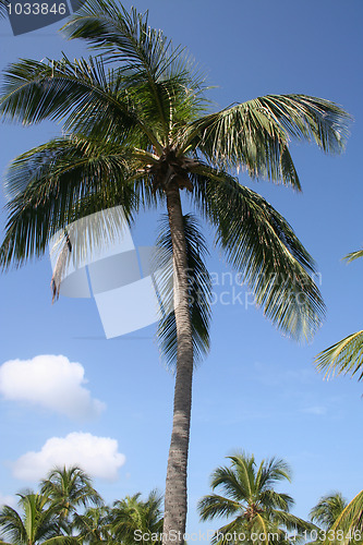 Image of Palm Tree