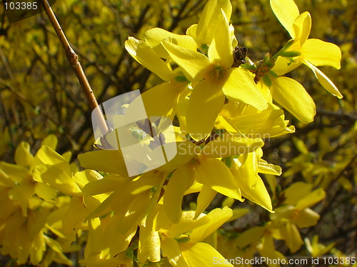 Image of Forsythia