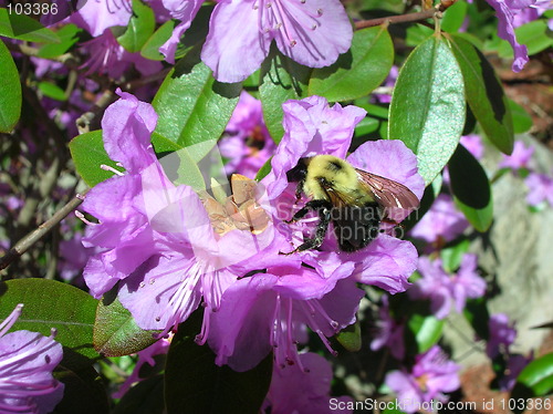 Image of Azalea with Bumblebee