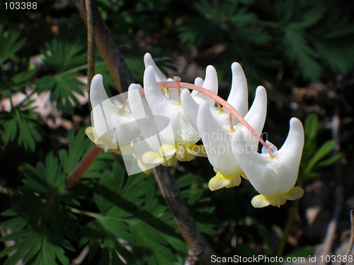 Image of Dutchman's Breeches