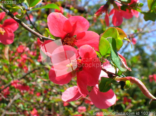 Image of Quince