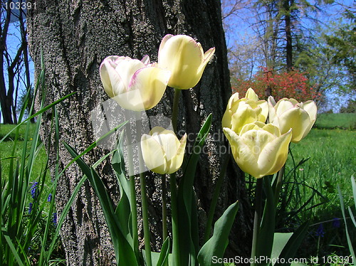 Image of Tulips