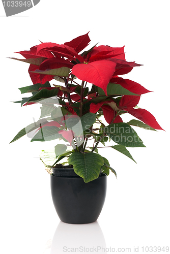 Image of Red poinsettia 