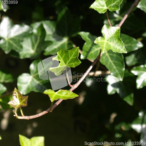 Image of Ivy
