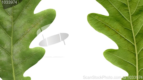 Image of Oak leaf