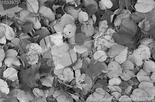 Image of Leaves background