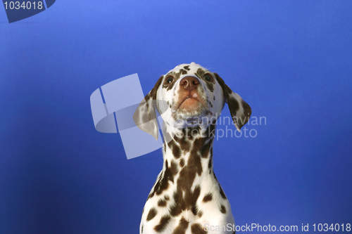 Image of Dalmation