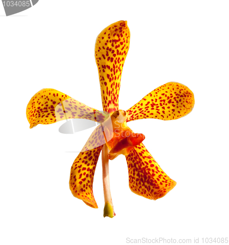 Image of Yellow Orchid