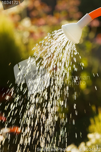 Image of Irrigating from sprinkling can