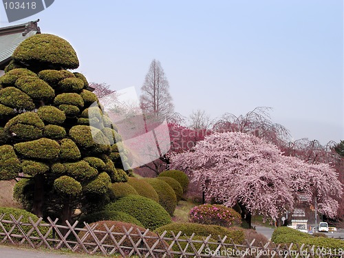 Image of Spring Japanese garden