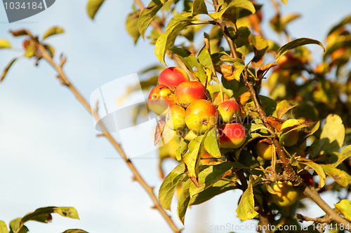 Image of Apples on branch
