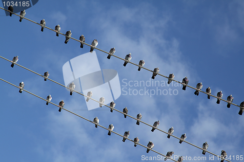 Image of Birds on electric wire