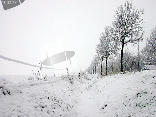 Image of Winter Trees