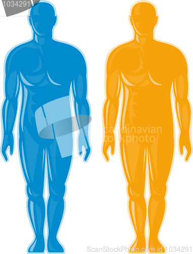 Image of Male human anatomy standing front