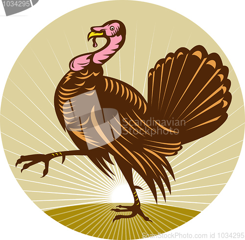 Image of Wild turkey walking side view 