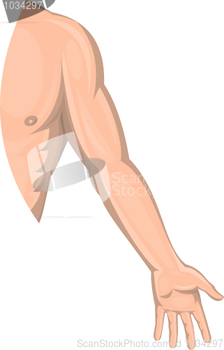 Image of Human male arm left side