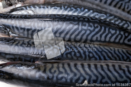 Image of Fresh mackerels