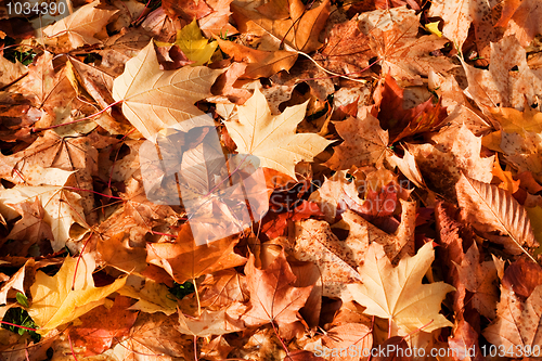 Image of Autumn Background