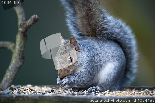 Image of Grey Squirrel (Sciurus carolinensis)