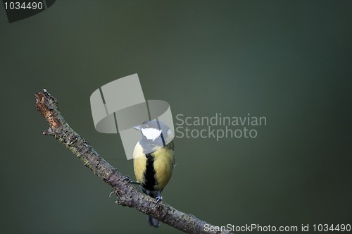 Image of Great Tit On Alert