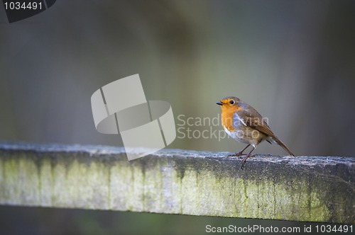 Image of Robin On Fence