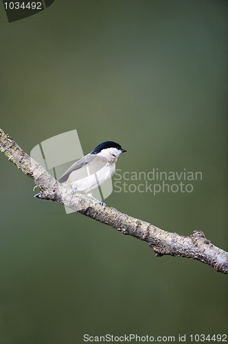 Image of Willow Tit (Parus montanus)